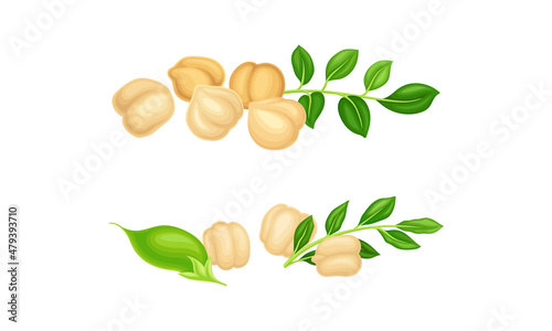 Chickpea Beige Pile with Green Pod as Annual Legume Plant Vector Set