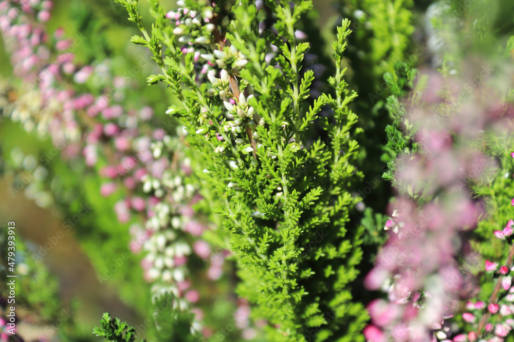 Delicate pink and white flower buds on a Heather plant Delicate pink and white flower buds on a Heather plant