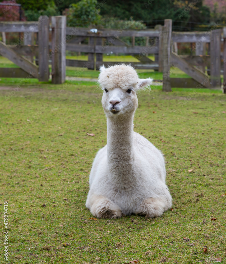 Fototapeta premium a young white alpaca in green field of grass