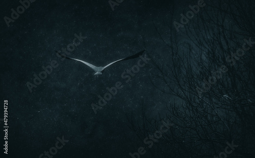 Lonesome bird flying in the snowfall  photo