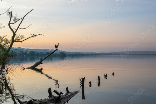 silhouette of cormorant fishing at lake sempach in switzerland during sunset with coloured sky