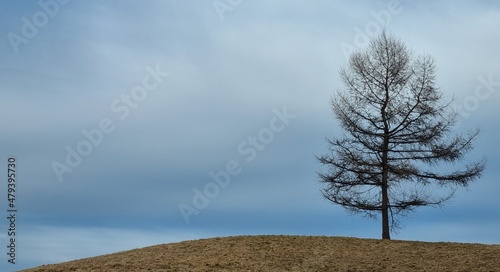 Einsamer Baum auf Hügel