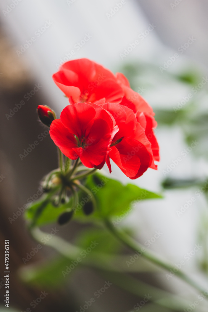 Obraz premium Red geranium flowers