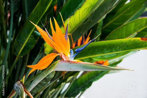 Colorful flowers Bird of Paradise blossom