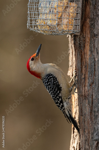 Red-bellied Woodpecker using suet feeder.