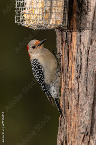 Red-bellied Woodpecker using suet feeder.