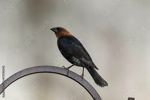 Brown-headed Cowbird on perch.