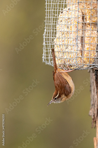 Carolina Wren on suet feeder.