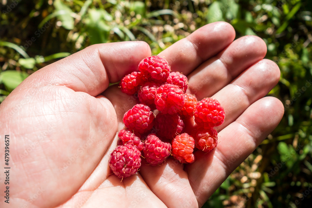 Bunch of raspberries in a hand Bunch of raspberries in a hand