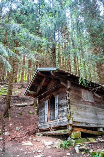 Small wooden cabin in a dark fir forest © daboost