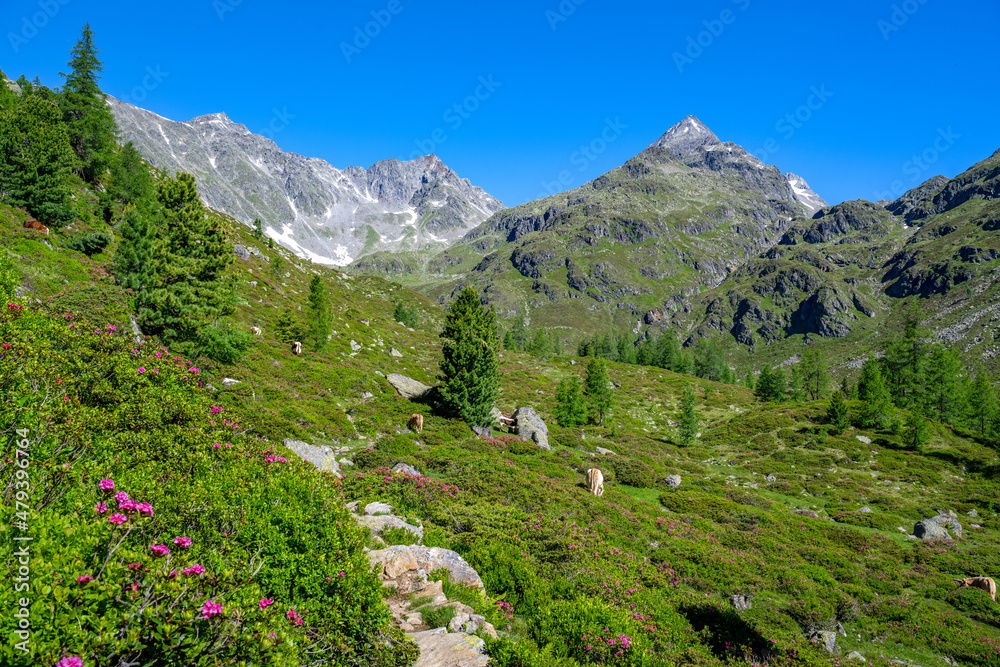 Hiking trail in an idyllic mountain landscape in East Tyrol, Tyrol, Austria, Europe