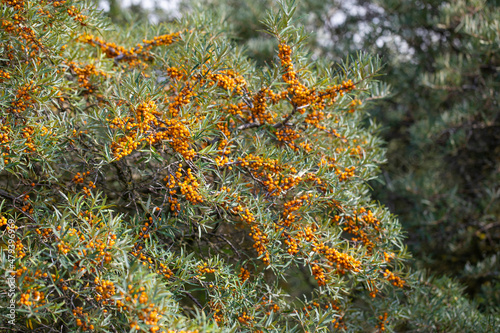 Wild sea ​​buckthorn bushes with ripe berries. Healthy food, medicine and cosmetology concept.