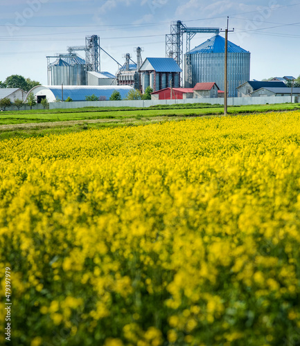 steel grain elevator tanks stand next to a rapeseed field