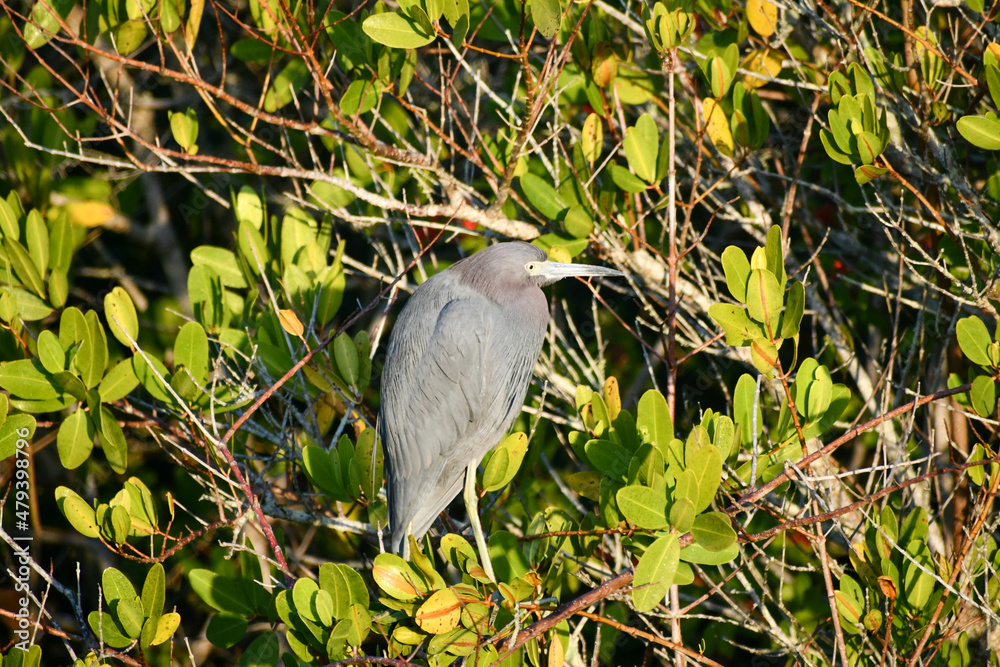 Fototapeta premium Little blue heron in the Merritt Island National Wildlife Refuge, Florida