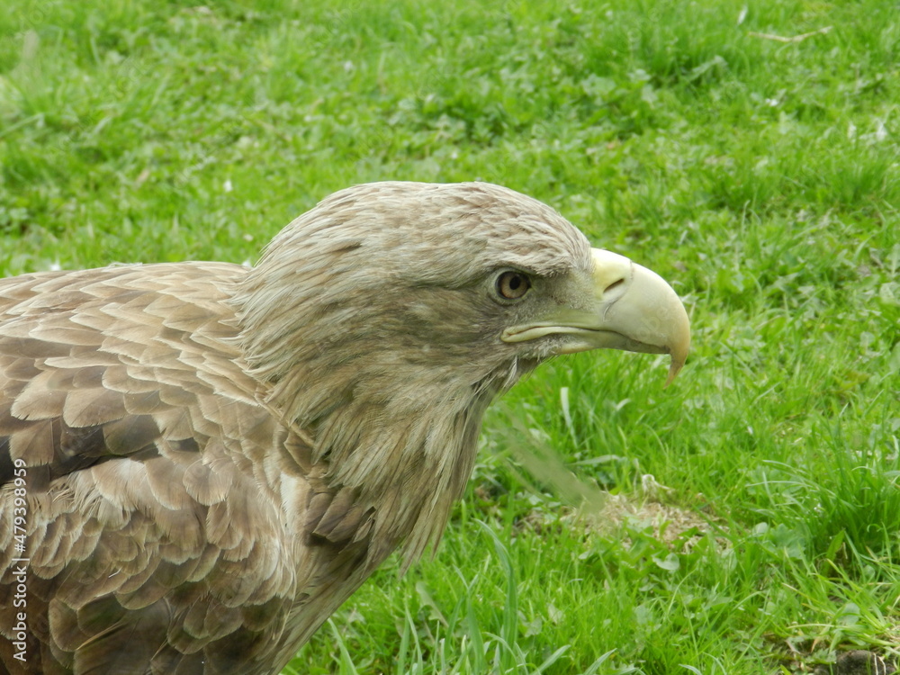 Photo of an eagle in a zoo. Green grass in the background. A stately bird. 