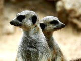 Two meerkats photographed in the wild. They look out for dangers.
