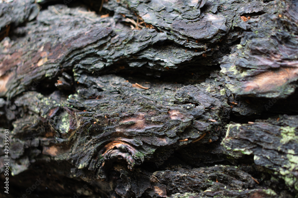 Tree bark close up texture wood
