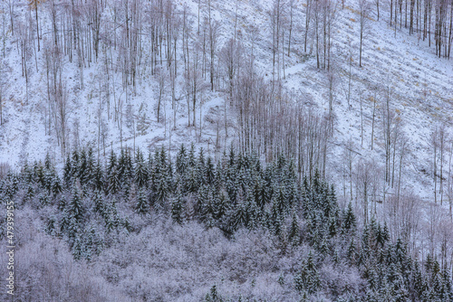 View of a hillside with trees photo