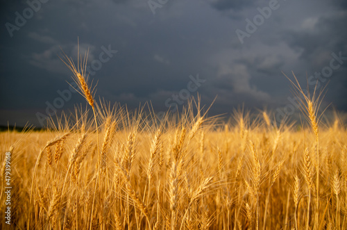 Storm dark clouds over field with wheat s stems