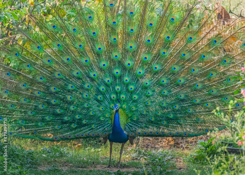 Obraz premium Peacock dancing in a garden