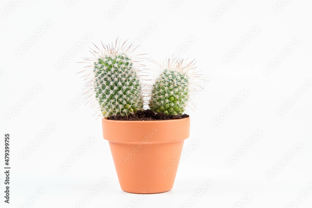 Cactus plant, in a clay pot, on a white background Cactus plant, in a clay pot, on a white background