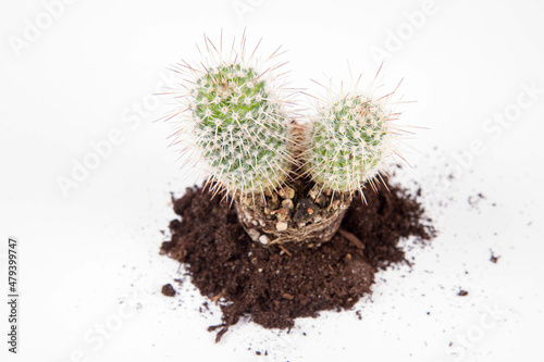 Cactus plant, out of pot, on a white background