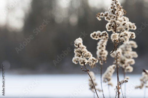 Zimowe tło z zasuszonymi kwiatami.