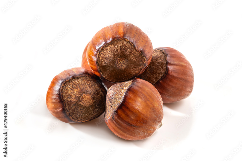 Hazelnuts in the shell. Round filbert, ripe fruit of a Corylus avellana hazel shrubs. Hazelnuts in the shell. Round filbert, ripe fruit of a Corylus avellana hazel shrubs.