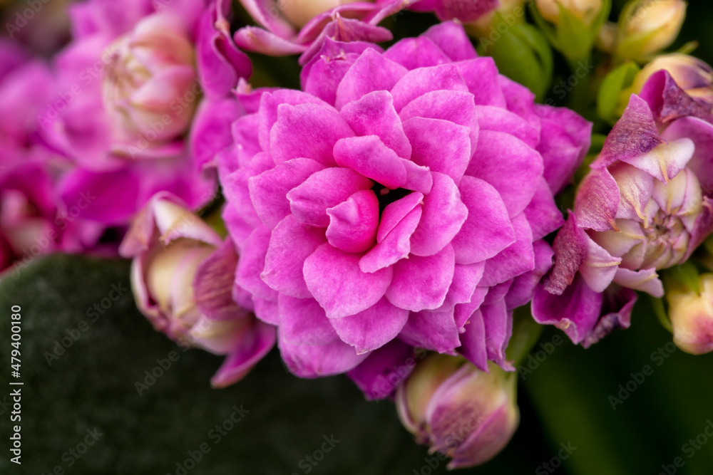Macro detail of the pink flowers of a Kalanchoe