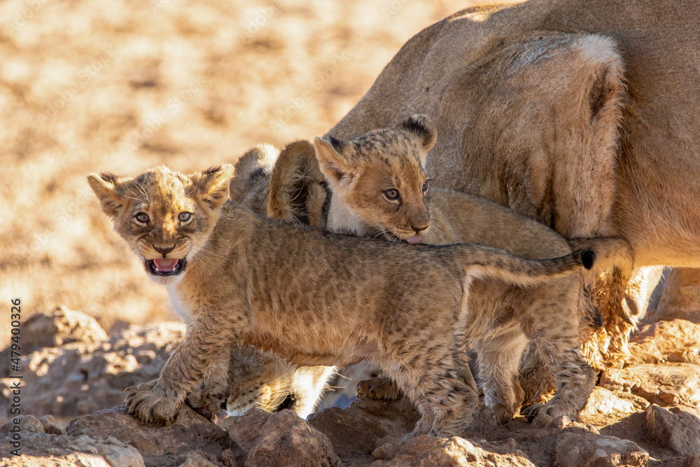 Obraz premium Lioness with Lion Cubs in the Kgalagadi