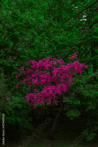 purple tree blossom in park wood land green color environment space  natural background vertical photo