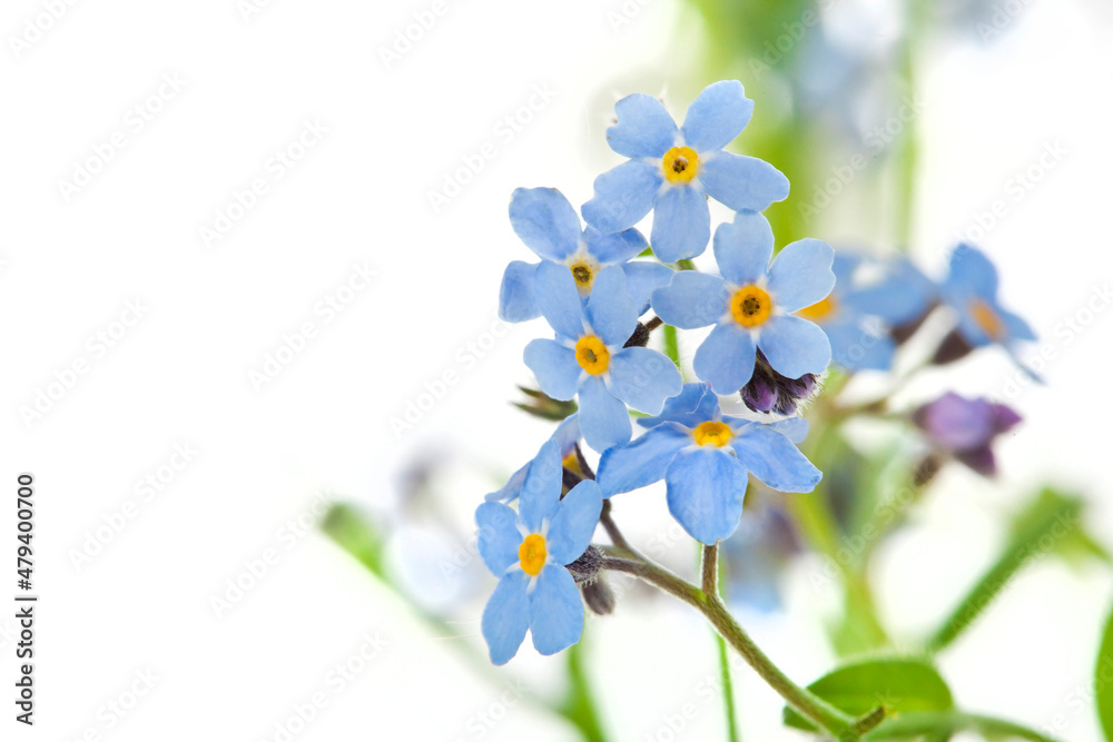 Obraz premium Beautiful light blue 