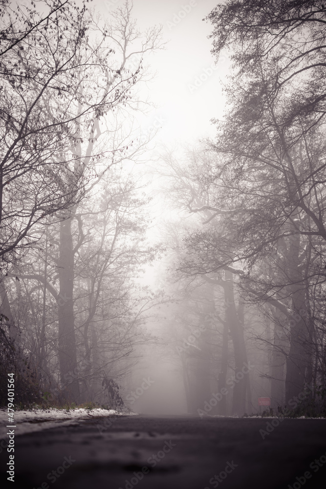 road in the fog road in the fog