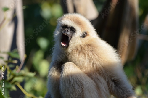 Fotografiet Funny portrait of a hooting lar gibbon