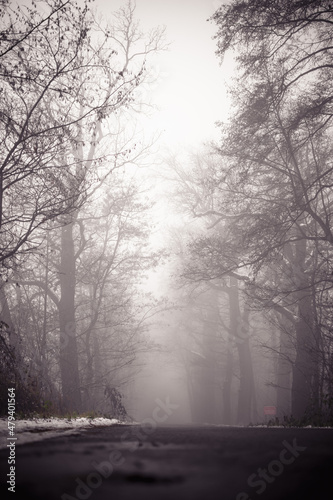 Fototapeta Naklejka Na Ścianę i Meble -  road in the fog