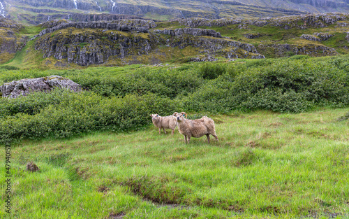 Sheep in the mountains