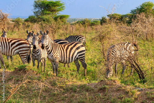 Herd of zebras in savanna in Serengeti national park in Tanzania. Wildlife of Africa