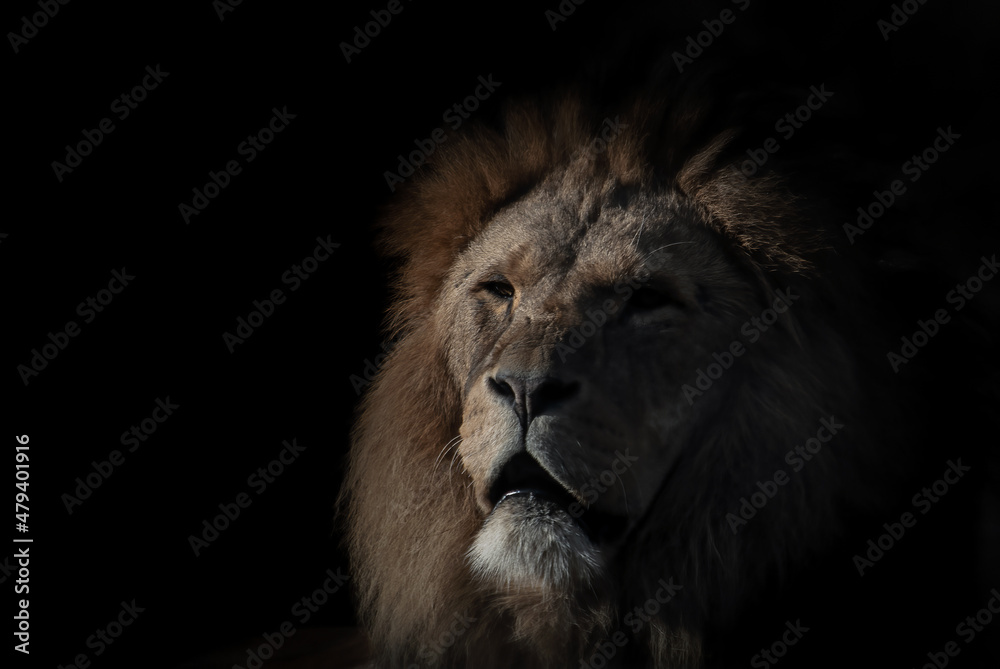 Majestic male lion portrait against a black background