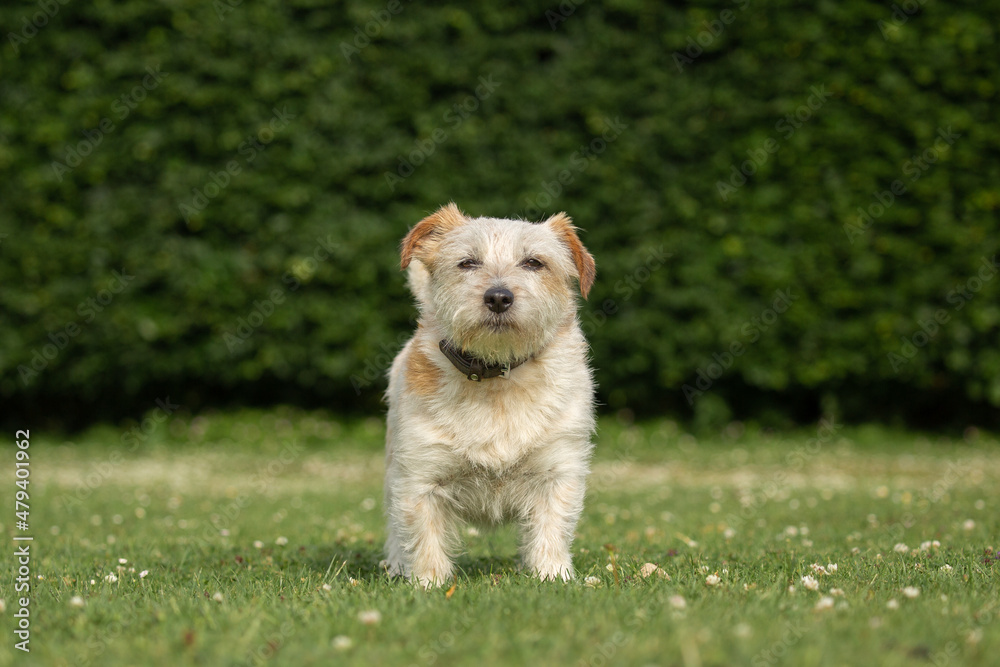 Cute white dog looking funny at camera standing on the grass. norfolk jack russell cross known as Norjack and Yorkshire terrier Jack russel cross or Yorkie Russe