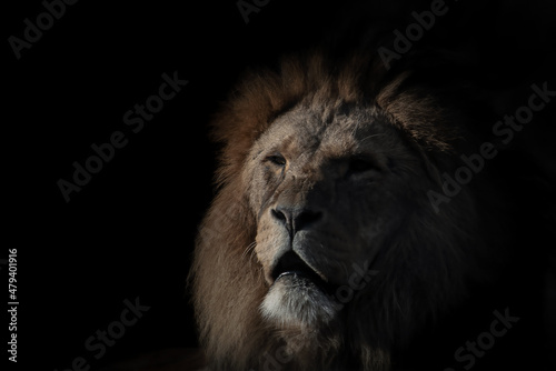 Fototapeta Naklejka Na Ścianę i Meble -  Majestic male lion portrait against a black background