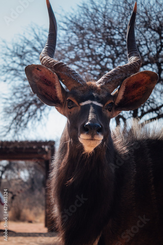 Buck / deer in africa