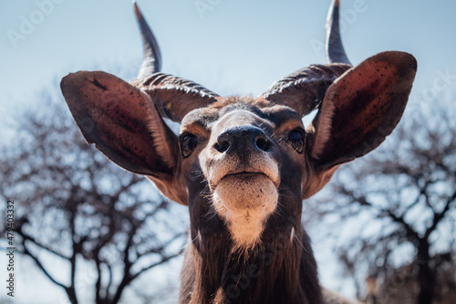 Buck / deer in africa