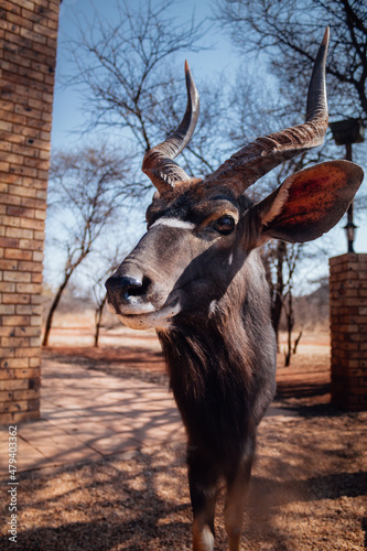 Buck   deer in africa