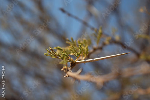 branch of a thorn tree