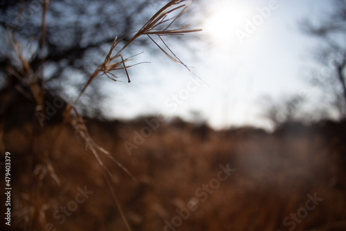 blades of grass in golden field