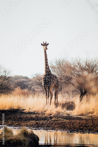 giraffe in the savannah