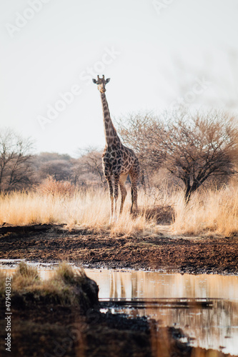 giraffe in the savannah