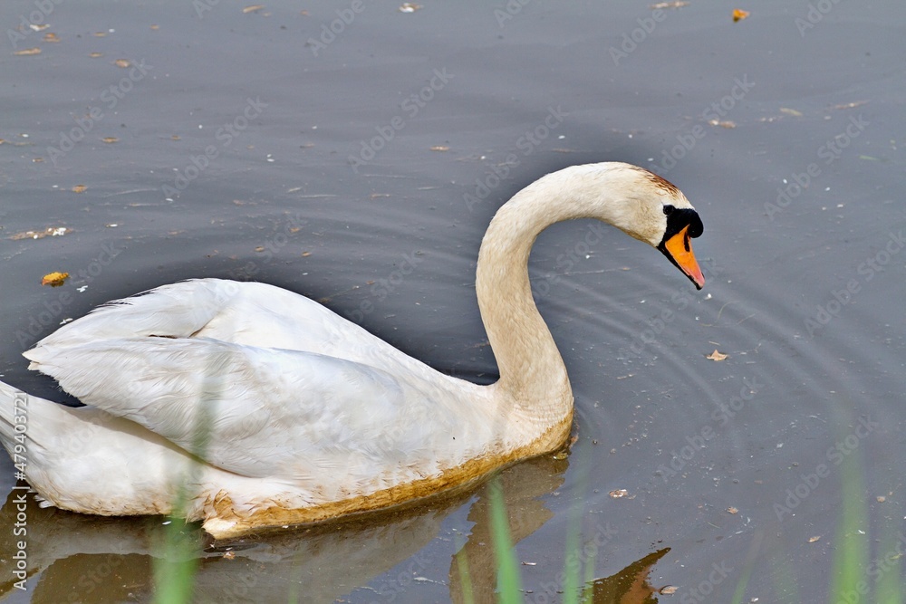 Naklejka premium Schwan auf Gewässer
