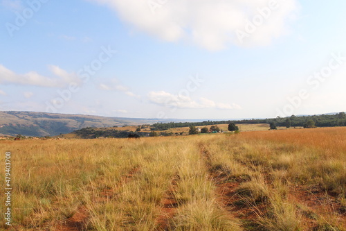 path in the field