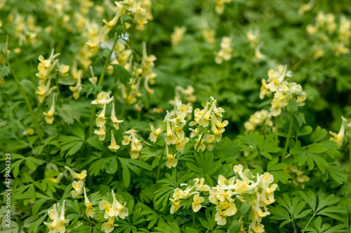 Corydalis Lutea, Delicate yellow tubular flowers with lacy foliage photo